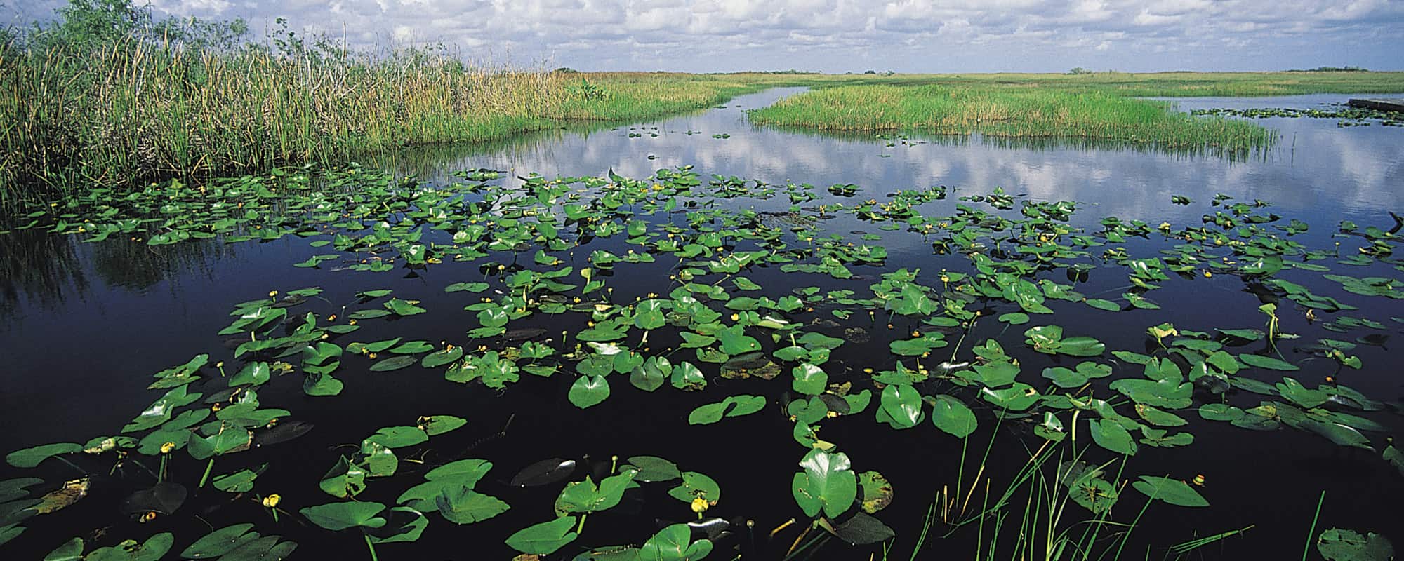 Sanierung der Everglades in Florida