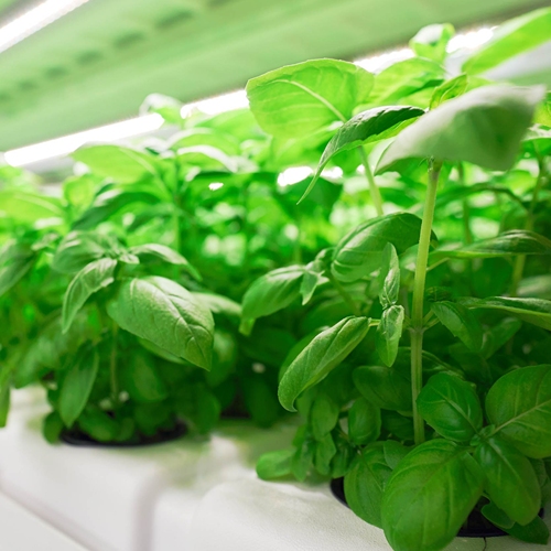 Свежие продукты, выращенные с использованием современных технологий