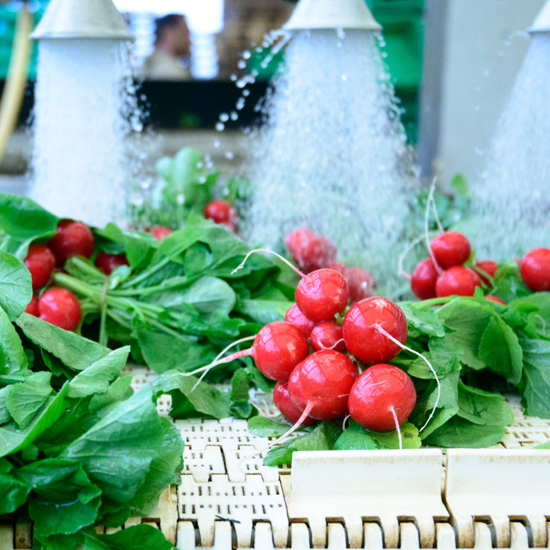 Bunches of red radishes being washed by high-pressure water jets on a white conveyor belt.